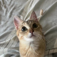 茶子（ちゃこ）