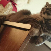 ニコ