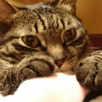 ステラ