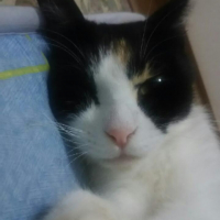 みつ
