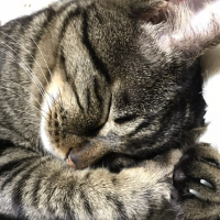 にゃーちゃん