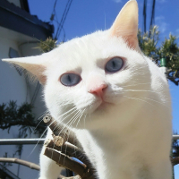 ゆき.⁠｡⁠*⁠♡(雪)