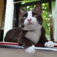 りく◖⁠⚆⁠ᴥ⁠⚆⁠◗(陸)