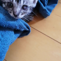ぽん