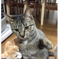 あんこ