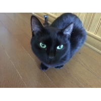 やまこ
