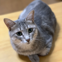 サナ