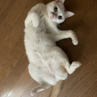 心