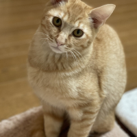 チャト