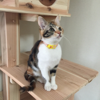 愛