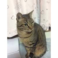 ぎん
