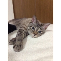 はる