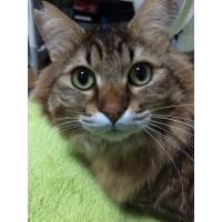 チャス