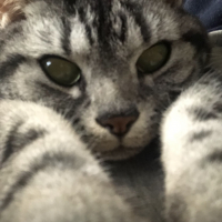アメリ
