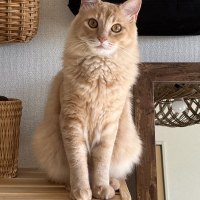 メンマ