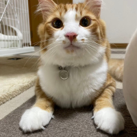 ムギ