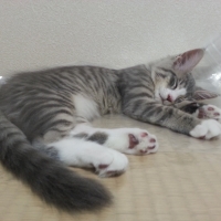てとら（鉄虎）