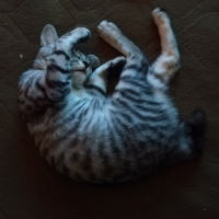 シマ