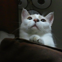 ミーコ