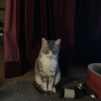 チビ
