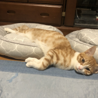 タケル