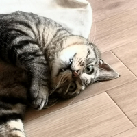 茶虎