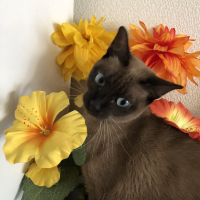 LANI