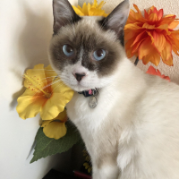 LUA