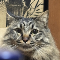 ししゃも