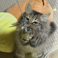 ほたて