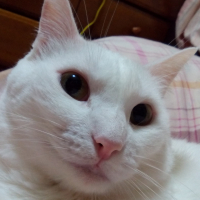 ちび