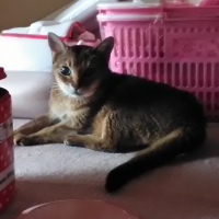 アビ