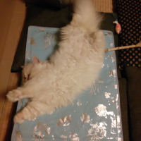きんじろう