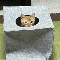 のぼる