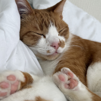 おいなり