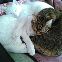 ななちゃん家族