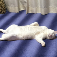 ミル