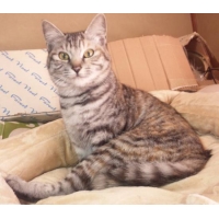 秋桜・コスモス