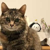しずく