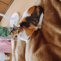 あけび