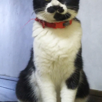 ミニー