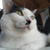 しろ