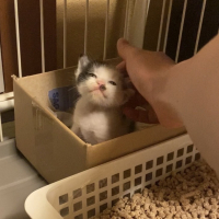 みみ