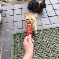 コトラ