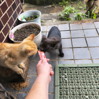 ちびクロ