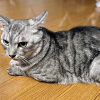 ムゥ