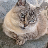 もふもふ