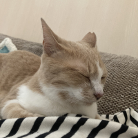 あめ