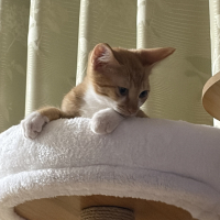 茶々丸