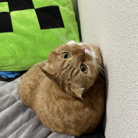 ちゃっぴー